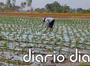 La plasticultura está contaminando los campos agrícolas