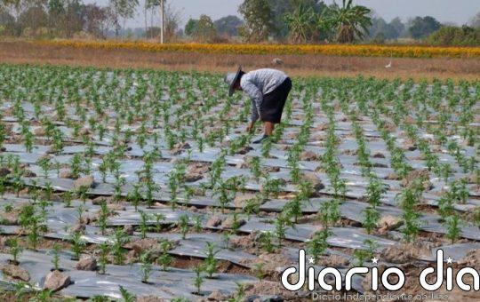 La plasticultura está contaminando los campos agrícolas