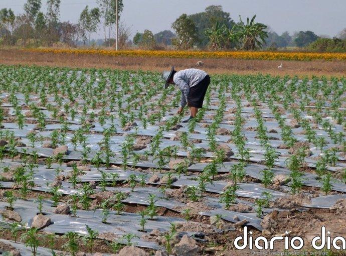 La plasticultura está contaminando los campos agrícolas