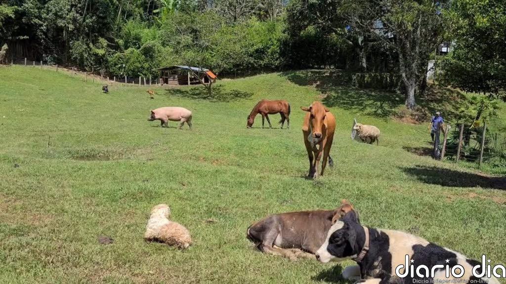 La tierna amistad de esta mujer con las vacas de su granja