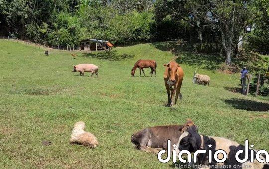 La tierna amistad de esta mujer con las vacas de su granja