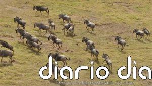 Las especies más sociales viven más tiempo