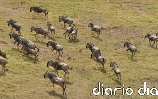 Las especies más sociales viven más tiempo