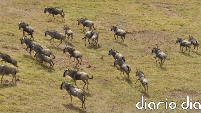 Las especies más sociales viven más tiempo