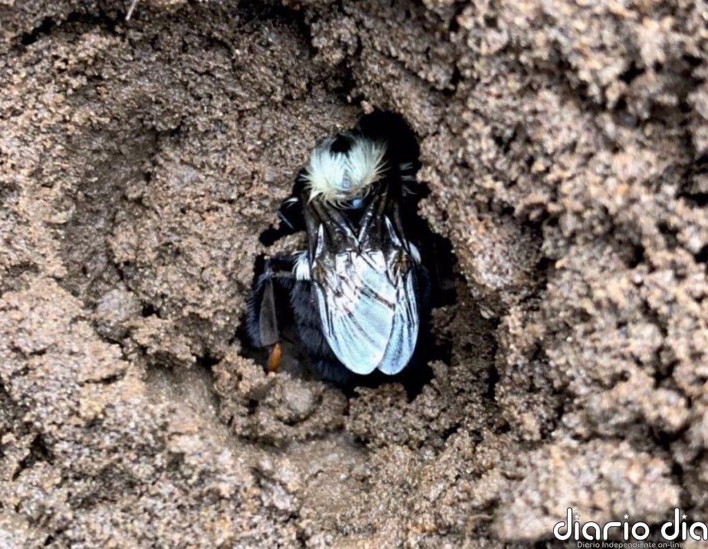 Las reinas de los abejorros eligen suelos con pesticidas para hibernar