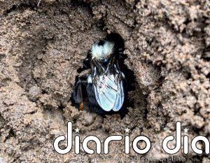 Las reinas de los abejorros eligen suelos con pesticidas para hibernar