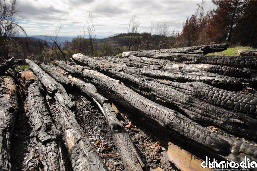 Los 27 piden ampliar penas e incluir nuevos delitos medioambientales como el tráfico de madera