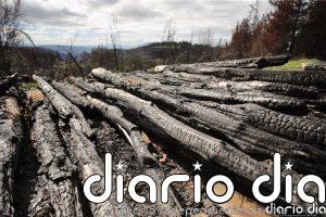 Los 27 piden ampliar penas e incluir nuevos delitos medioambientales como el tráfico de madera