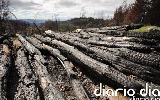Los 27 piden ampliar penas e incluir nuevos delitos medioambientales como el tráfico de madera