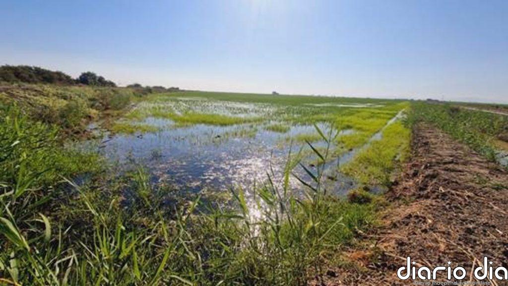 Los arrozales europeos previenen de forma sostenible la proliferación de mosquitos con control biológico, según CSIC