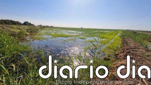 Los arrozales europeos previenen de forma sostenible la proliferación de mosquitos con control biológico, según CSIC