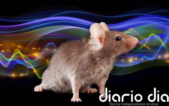 Los roedores emulan la magia de los 'Jedi' para mejorar su olfato