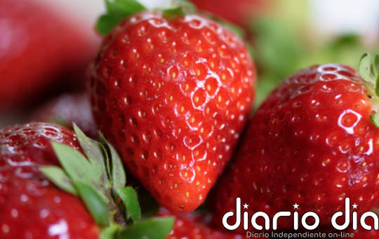 Nueva alerta europea por Hepatitis A en fresas procedentes de Marruecos - Agencia de Noticias