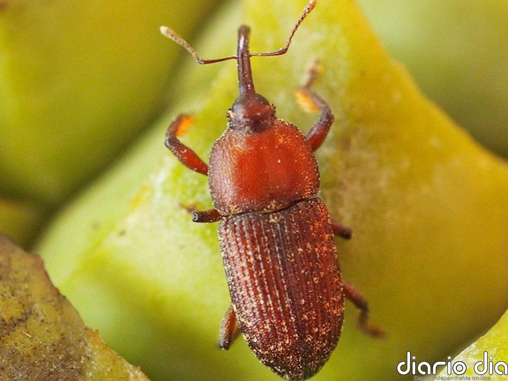 Revelan la importancia de la capacidad de las plantas para generar calor en la historia evolutiva de la polinización