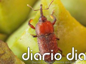 Revelan la importancia de la capacidad de las plantas para generar calor en la historia evolutiva de la polinización