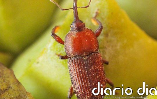 Revelan la importancia de la capacidad de las plantas para generar calor en la historia evolutiva de la polinización
