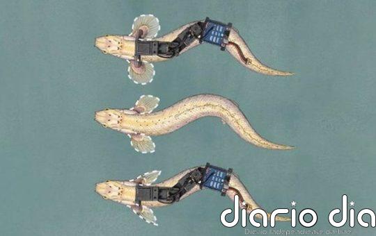 Robots ayudan a entender cómo los peces empezaron a andar sobre tierra