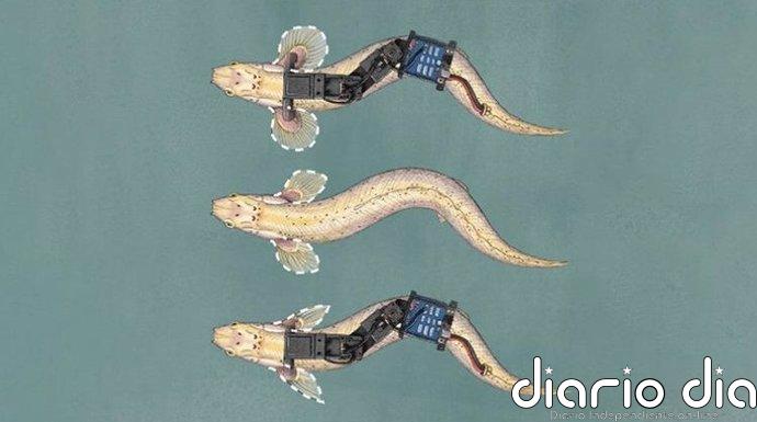 Robots ayudan a entender cómo los peces empezaron a andar sobre tierra