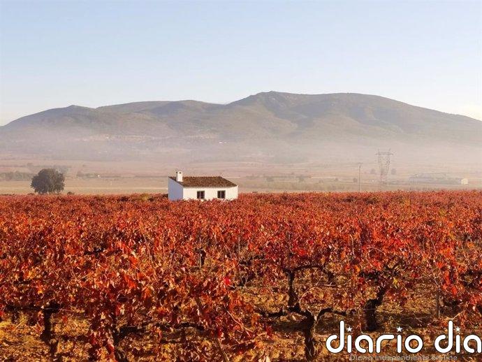 Un mapa de la crisis del viñedo europeo por el cambio climático
