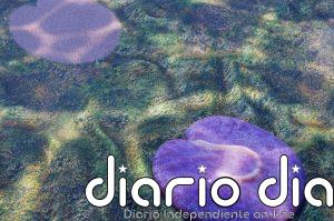 Uno de los primeros animales de la Tierra parecía un robot aspiradora