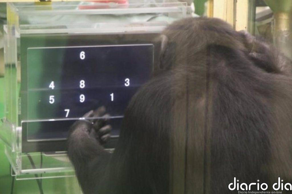 El desempeño de chimpancés ante el ordenador varía si tienen audiencia