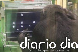 El desempeño de chimpancés ante el ordenador varía si tienen audiencia