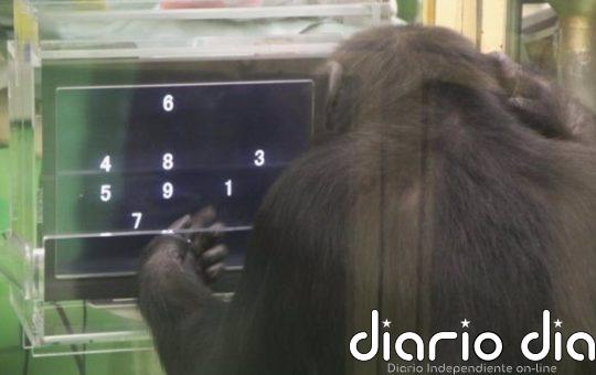 El desempeño de chimpancés ante el ordenador varía si tienen audiencia