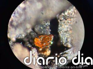 El primer ámbar antártico ilustra el bosque polar del Cretácico