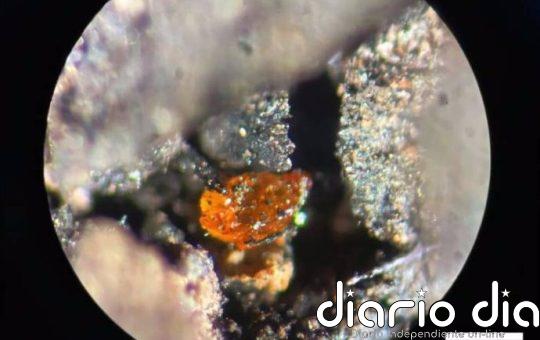 El primer ámbar antártico ilustra el bosque polar del Cretácico