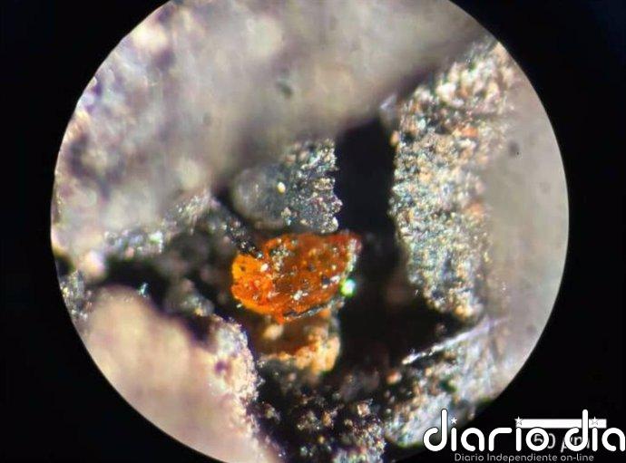 El primer ámbar antártico ilustra el bosque polar del Cretácico Presuntos fragmentos de corteza de árbol