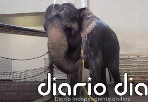 Elefantes convierten una manguera en sofisticada herramienta de ducha