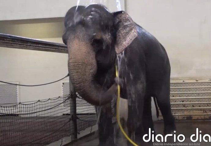 Elefantes convierten una manguera en sofisticada herramienta de ducha