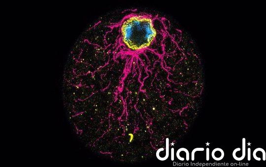 La naturaleza pudo 'crear huevos' mucho antes de 'inventar los pollos'