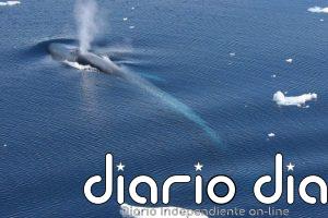 Las ballenas azules forman una sola gran población en la Antártida