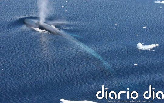 Las ballenas azules forman una sola gran población en la Antártida