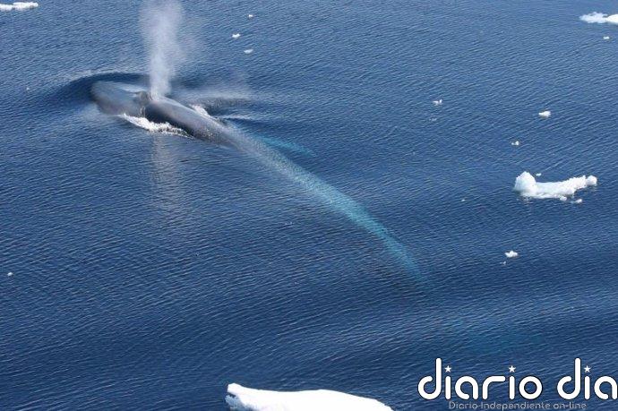 Las ballenas azules forman una sola gran población en la Antártida