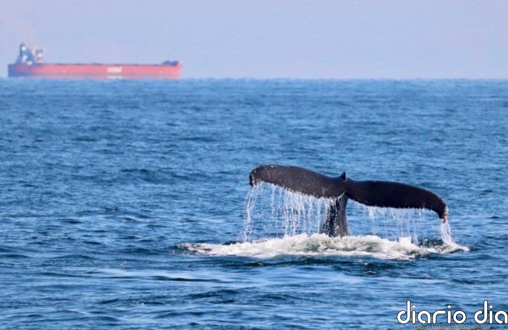 Las orcas siguen arrastrando sustancias tóxicas prohibidas hace décadas