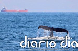 Las orcas siguen arrastrando sustancias tóxicas prohibidas hace décadas