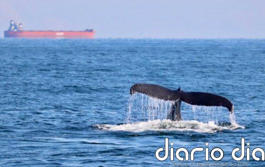 Las orcas siguen arrastrando sustancias tóxicas prohibidas hace décadas