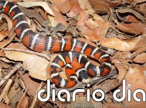 Las señales de color han explotado en los últimos 100 millones de años