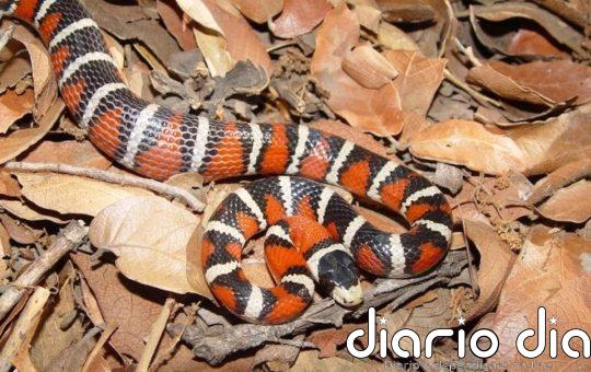 Las señales de color han explotado en los últimos 100 millones de años