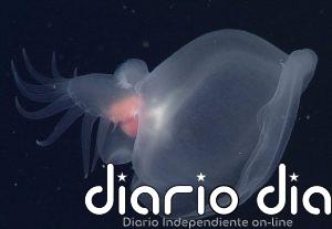 Nueva babosa marina descubierta en la profundidad océanica
