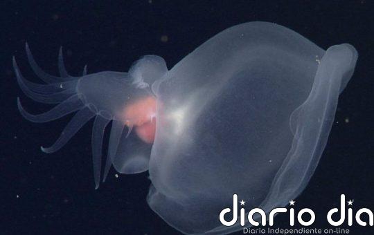 Nueva babosa marina descubierta en la profundidad océanica