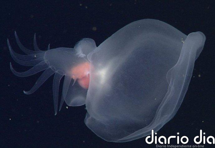 Nueva babosa marina descubierta en la profundidad océanica