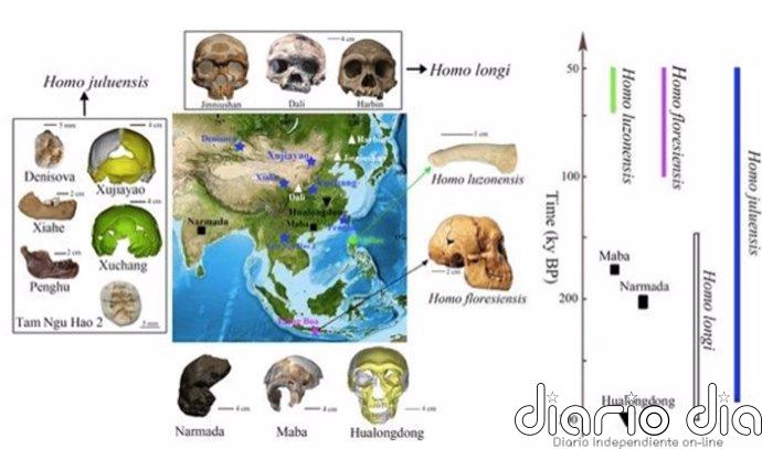 Posible nueva especie humana revelada en Asia Nueva organización de fósiles de homínidos del este de Asia tras el descubrimiento de una nueva especie