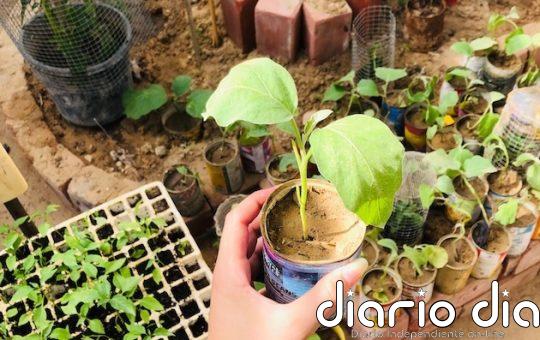 Semillas de resiliencia a pesar de la destrucción inclemente en Gaza