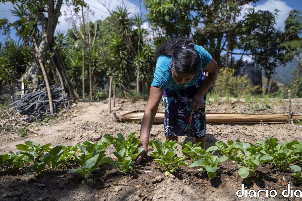 Un 'árbol de lluvia' o ganadería regenerativa: cómo combate Acción contra el Hambre la desnutrición en el mundo