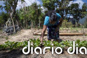 Un 'árbol de lluvia' o ganadería regenerativa: cómo combate Acción contra el Hambre la desnutrición en el mundo