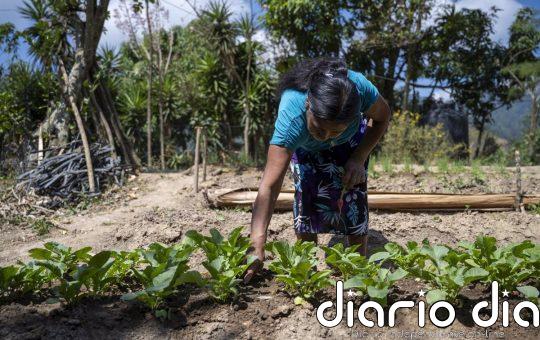 Un 'árbol de lluvia' o ganadería regenerativa: cómo combate Acción contra el Hambre la desnutrición en el mundo