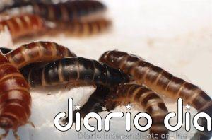 Un insecto africano se alimenta de plástico